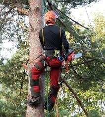 toaletare arbori